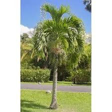 Vichiya Palm